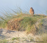 Kestrel