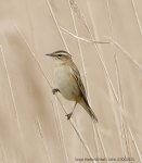 Sedge Warbler