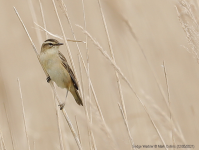 Sedge Warbler