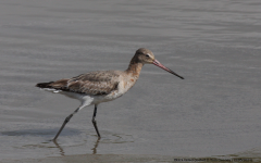 Bar-tailed Godwit