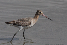 Black-tailed Godwit 