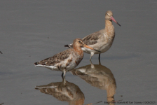 Black-tailed Godwits