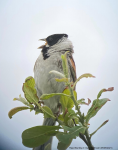 Reed Bunting