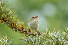 Sedge Warbler