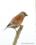 Linnet