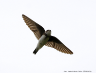 Sand Martin