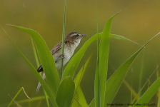 Sedge Warbler