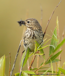 Meadow Pipit