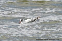 Mediterranean Gull