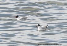 Mediterranean Gull