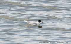 Mediterranean Gull