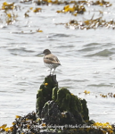 Common Sandpiper