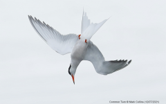 Common Tern