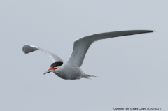 Common Tern