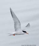 Common Tern