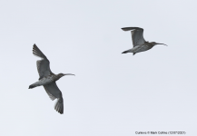 Curlews