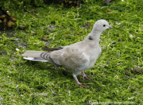 Collared Dove