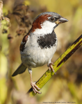 House Sparrow