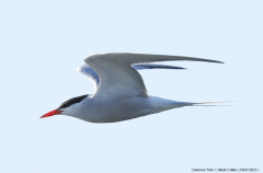 Common Tern