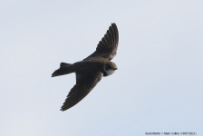 Sand Martin