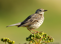 Meadow Pipit