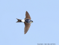 House Martin