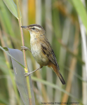 Sedge Warbler