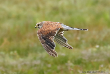 Kestrel