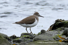 Common Sandpiper