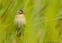 Sedge Warbler