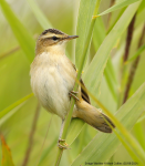 Sedge Warbler