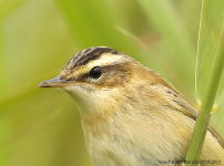 Sedge Warbler