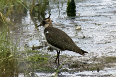 Lapwing