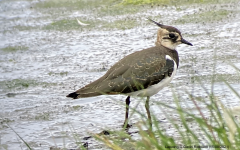 Lapwing