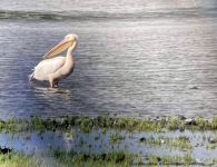 Great White Pelican