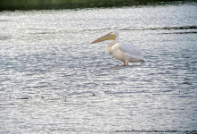 Great White Pelican