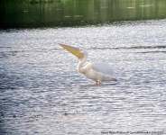 Great White Pelican