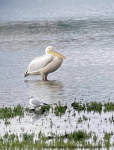 Great White Pelican