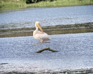 Great White Pelican