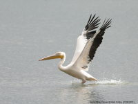 Great White Pelican