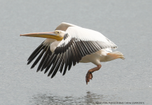 Great White Pelican