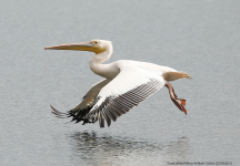 Great White Pelican