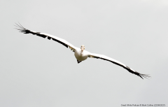 Great White Pelican