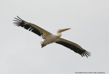 Great White Pelican