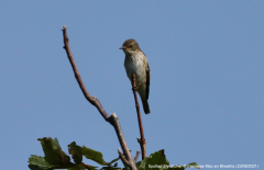 Spotted Flycatcher