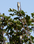 Spotted Flycatcher