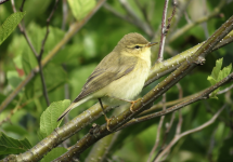 Willow Warbler