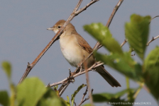 Whitethroat