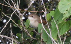 Whitethroat