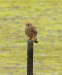 Kestrel